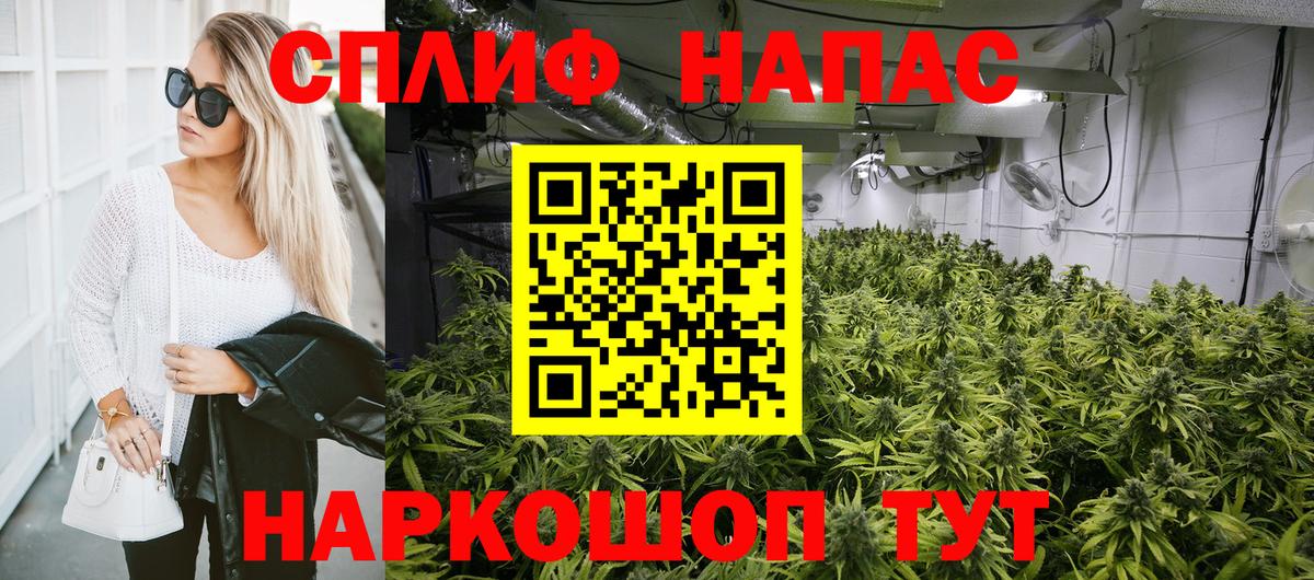 Каннабис сатива  Конопля семена  Беслан  Бошки марихуана SATIVA & INDICA 